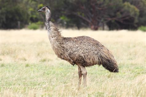 Emu Facts About Emu