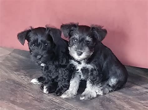 Miniature Schnauzer Puppies For Sale Knoxville TN 310886