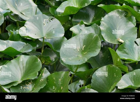 Water Lily Leaves Stock Photo Alamy
