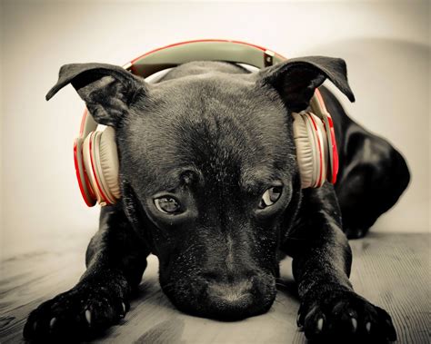 rap rapper hip hop urban  gangsta puppy dog baby headphones wallpapers hd