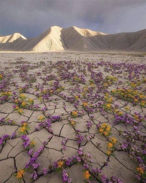 A Rare Desert Bloom In The Atacama Desert In Chile Damnthatsinteresting