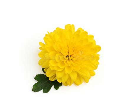 Yellow Chrysanthemum Flower Stock Photo Image Of Beautiful Fresh