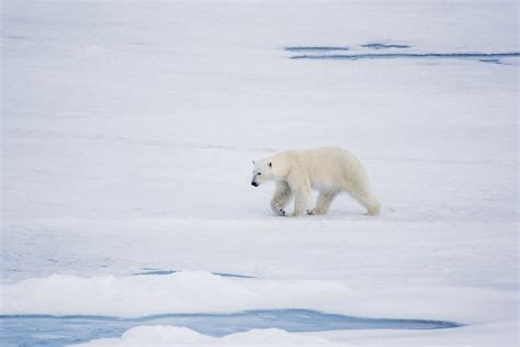 Global Warming Polar Bears Could Become Extinct By 2100