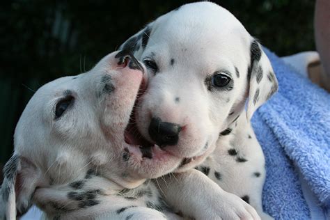 The first is lack of energy. Dogs With Jobs: Dalmatians of the Fire Department | Baby ...