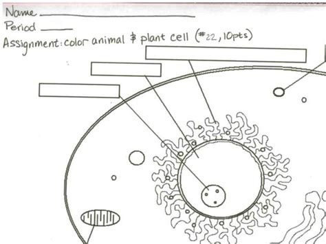 Animal Cell Worksheet For 6th 8th Grade Lesson Planet