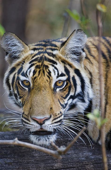 Bengal Tiger Panthera Tigris Tigris 17 Photograph By Panoramic Images