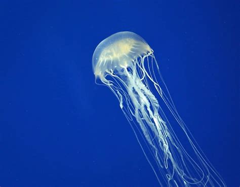 Australian Box Jellyfish Animals Of Oceania