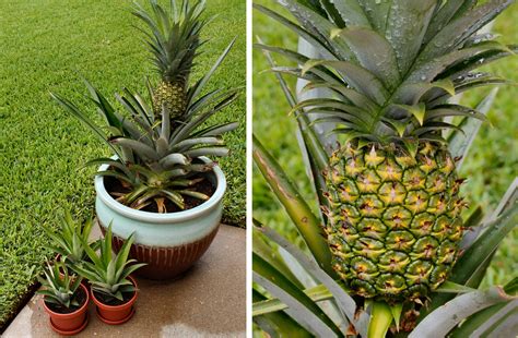 How To Grow Your Own Pineapple F