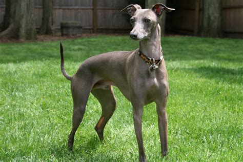 Payed $70, asking for $40 firm. Italian Greyhound Puppies for Sale from Reputable Dog Breeders