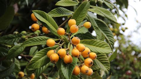 How To Grow And Care For Loquats Bunnings Australia