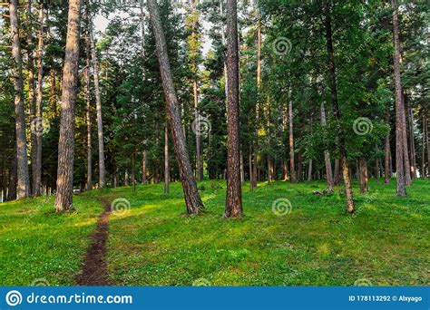Beautiful Pine Forest In The Early Morning Stock Photo Image Of Path