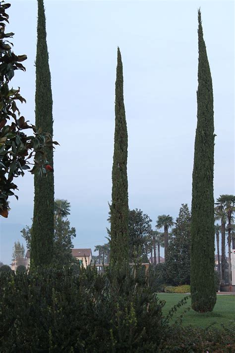 Ismerd meg a ciprus(fa) angol jelentéseit. Oszlopos ciprus (80/100) / Cupressus sempervirens Totem ...