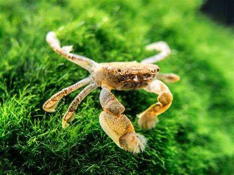Buy Aquatic Arts 3 Live Freshwater Pom Pom Crabs Real Living Nano