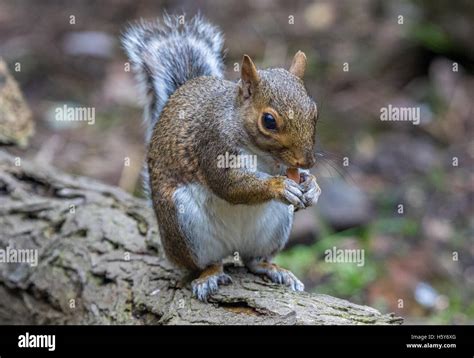 Grey Squirrel Eating A Peanut Stock Photo Alamy