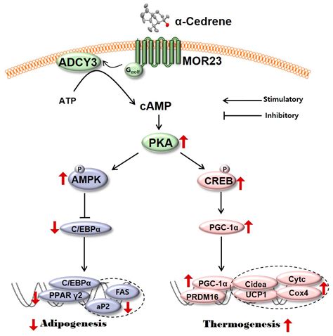 Nutrients Free Full Text Regulation Of Adipogenesis And