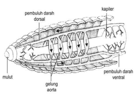 Secara keseluruhan, sistem saraf pada manusia tersusun dari beberapa bagian organ. Gambar Sistem Saraf Hewan Vertebrata Avertebrata Definisi ...
