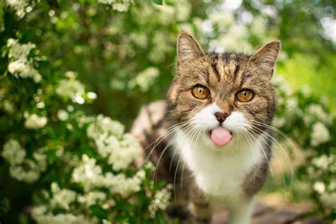 5 Natural Antibiotics For Cats That Boost Health The Fluffy Kitty