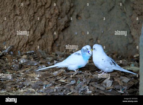 Pair Of Parakeets Kissing Stock Photo Alamy