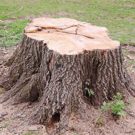Tips For Diy Stump Removal Elite Tree Care