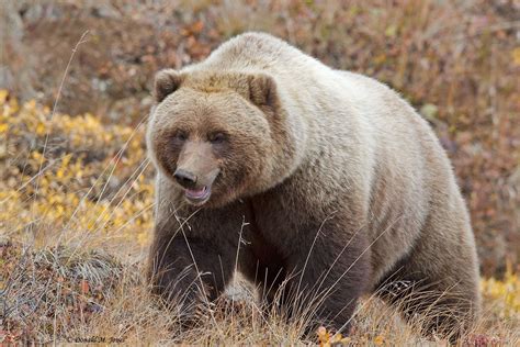 Silver Grizzly Bear