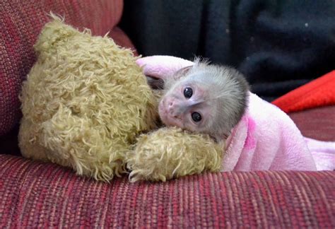 Baby Rhesus Monkey For Sale Peepsburghcom