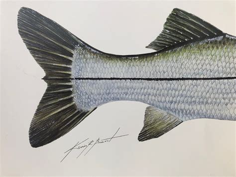 Kevin R Brant Snook Fish Print Signed Lithograph Bright And Etsy