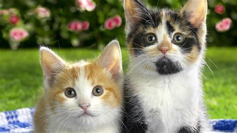50 Funny Kitten Wallpapers And Screensavers Wallpapersafari