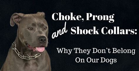 Choke Prong And Shock Collars Why They Dont Belong On Our Dogs