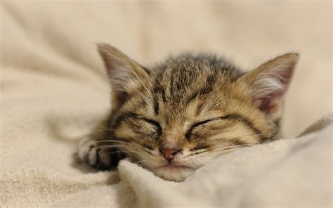 Nice Photo Of Kitten Image Of Cat Sleep Imagebankbiz