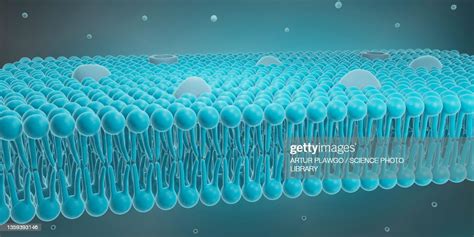 Cell Membrane Illustration High Res Vector Graphic Getty Images