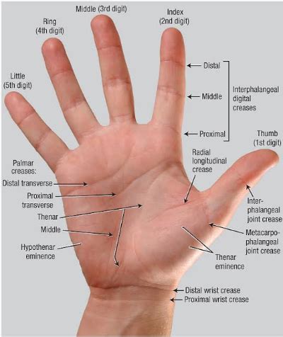 Detailed Anatomy Of The Thumb Google Search Medical Anatomy Wrist Anatomy Hand Therapy