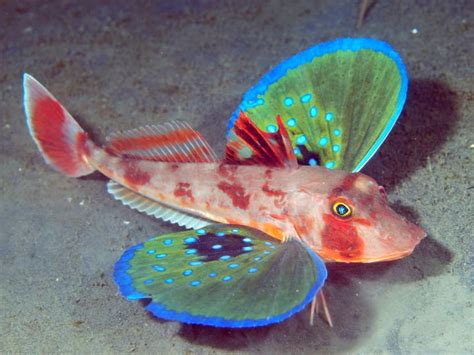 The Butterfly Of The Sea Red Gurnard Featured Creature