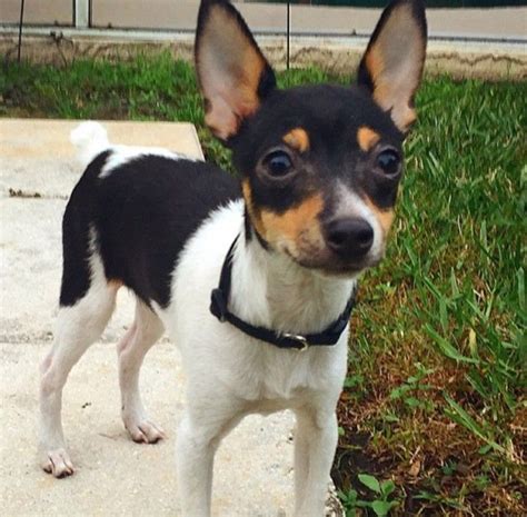 Toy Fox Terrier Long Hair Chihuahua Mix Pets Lovers