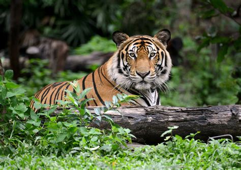 The Best Parks And Safaris In India To See Tigers