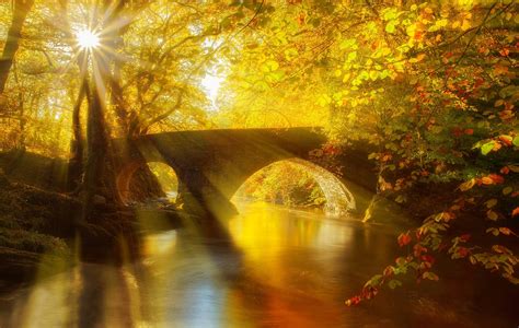 Sun Shining On Autumn Forest Wallpaperhd Nature Wallpapers4k