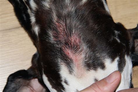Red Spots And Hair Loss On Dog