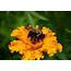 Carpenter Bees Drilling Holes  North Carolina Cooperative Extension