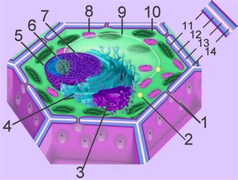 Cell Biology Plant Cell