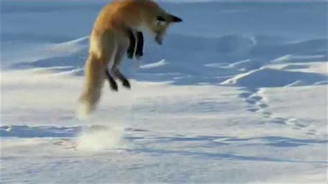 Fox Dives Headfirst Into Snow Youtube