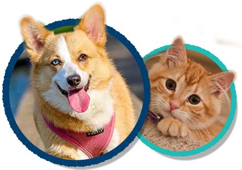Texas wellness spay & neuter clinic is a family owned and operated wellness clinic. Home - The Pet Wellness Clinic