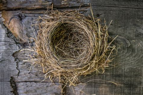 How To Embrace The Empty Nest Tales From The Bleachers