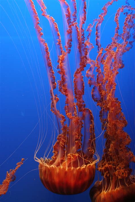 Free Images Sea Water Ocean Underwater Tropical Jellyfish
