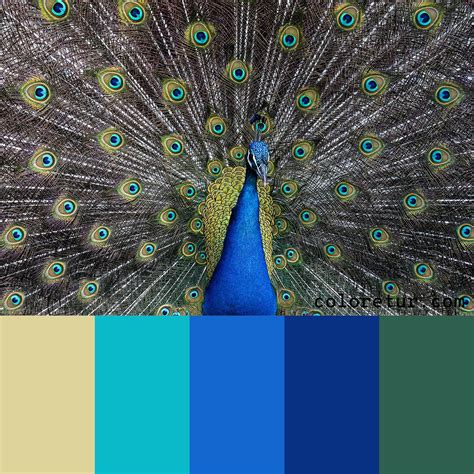 Peacock A Stunning Palette Derived From The Plumage Of A Peacock