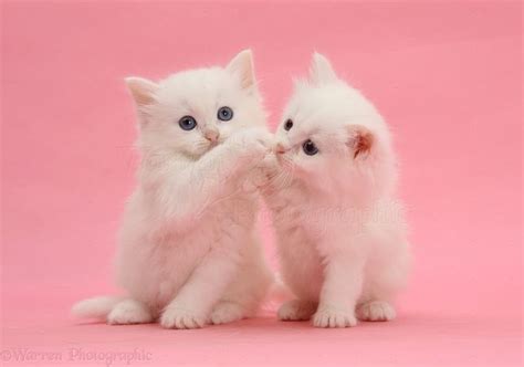 Two White Kittens On Pink Background Photo Kittens Cutest Cute Cats