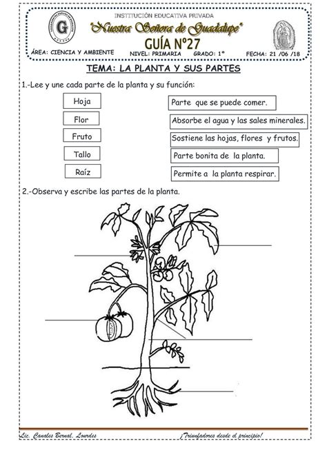La Planta Y Sus Partes27 Spanish Classroom Activities Art Lessons
