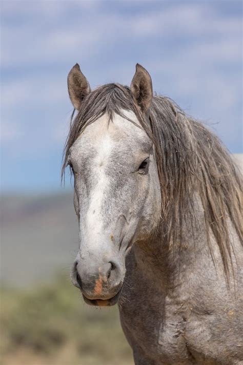 Wild Horse Portrait Stock Photo Image Of Horse Freedom 165326560