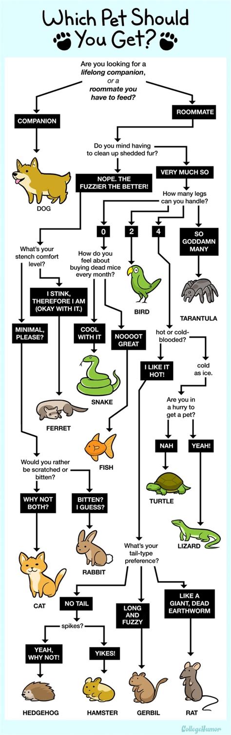 Flowchart Which Pet Should You Get
