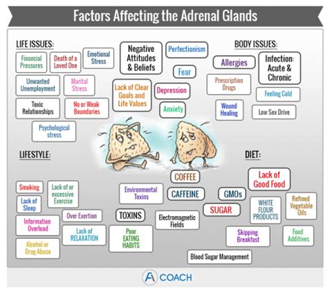 What Is Adrenal Fatigue Adrenal Fatigue Coach Explains