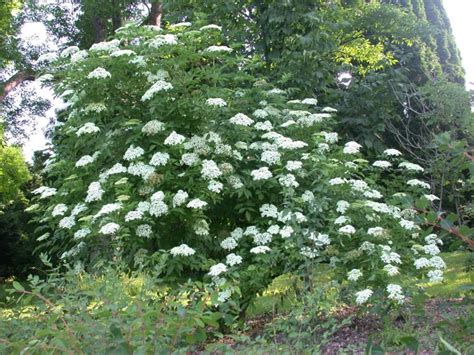 We did not find results for: Sambucus nigra - Svarthyll, Common Elder | Norwegian ...