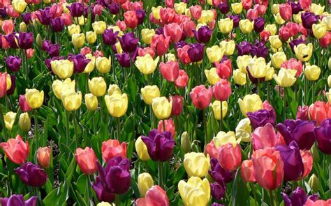 In a matter of weeks, their colorful blooms burst forth to signal the end of a colorless winter. Beautiful tulips in the field - Spring flowers